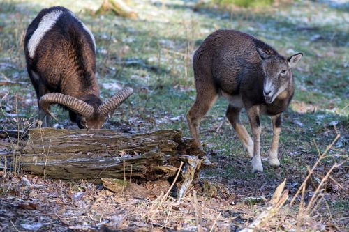 capricorn wild animals