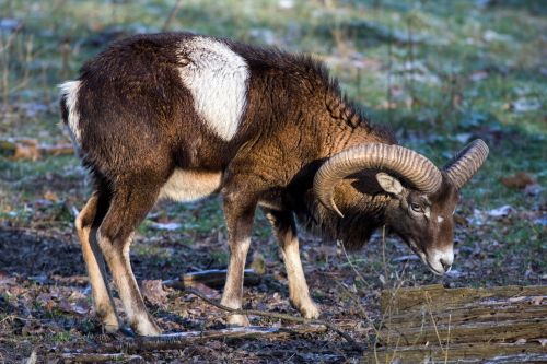 capricorn wild animals