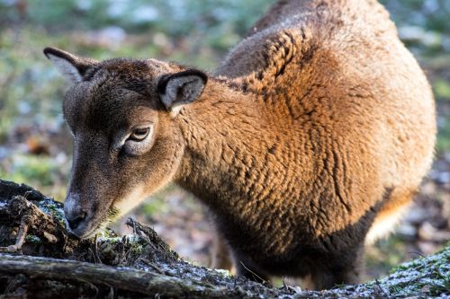 capricorn wild animals