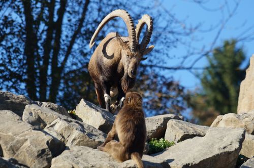 capricorn monkey zoo