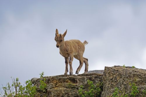 capricorn young animal climb