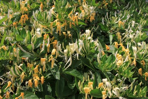 caprifolium flowers honeysuckle