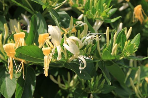 caprifolium flowers honeysuckle