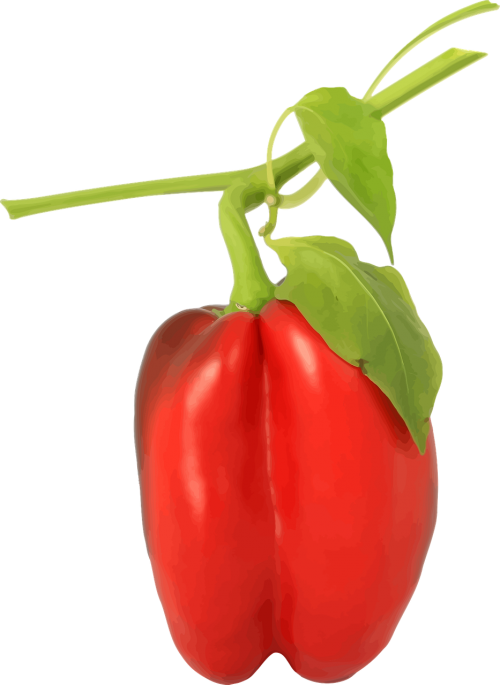 capsicum food pepper