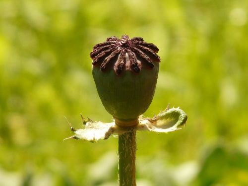 capsule klatschmohn poppy