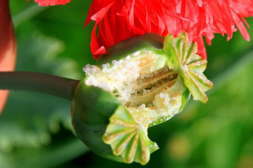 capsules garden opium