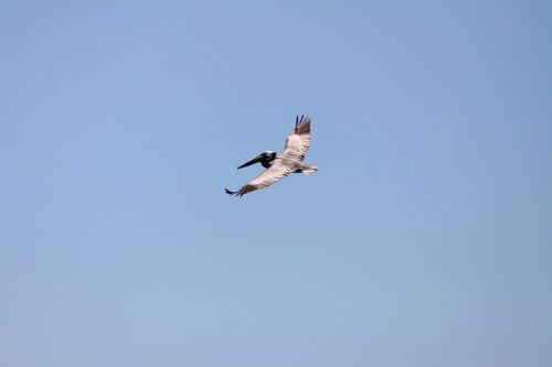 Captiva Pelican