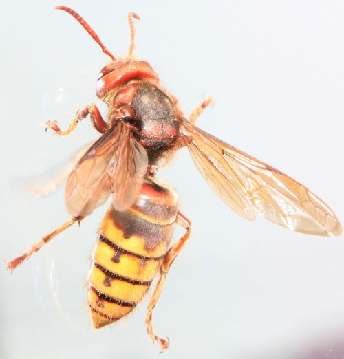 captivity climbing close-up