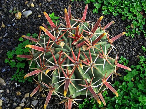 captus plant garden