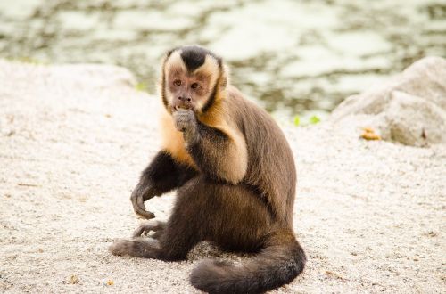 capuchin monkey äffchen