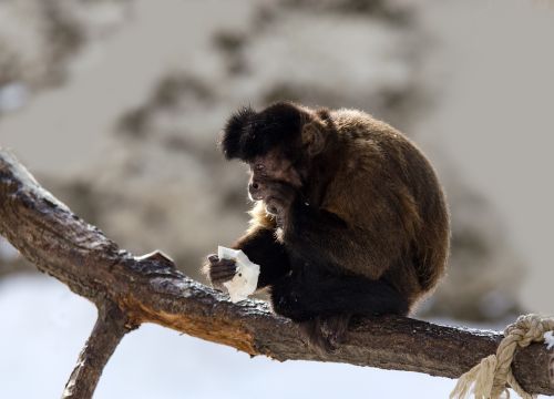 capuchin monkey capuchins