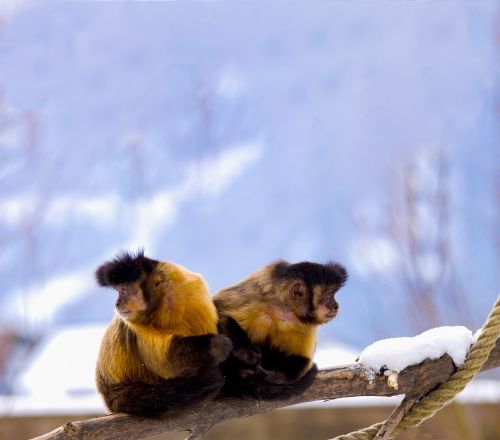 capuchin capuchins primate