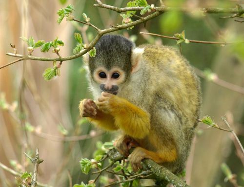 capuchin monkey animal