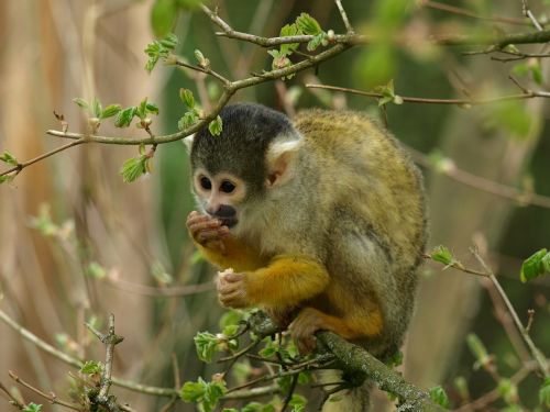 capuchin monkey animal