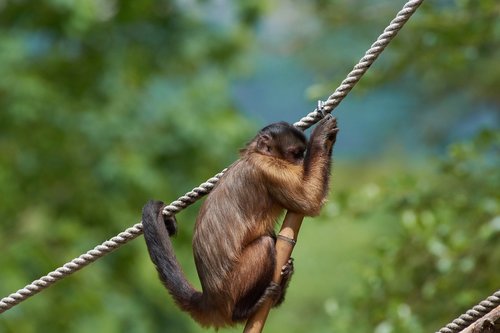 capuchin  monkey  rope