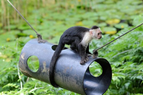 Capuchin Monkey 1