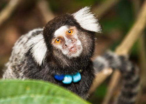 capuchin monkey monkey mico