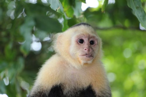 capuchin monkey äffchen monkey