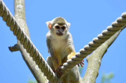 capuchins monkey herr nilson