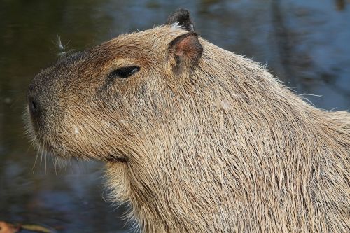 capybara animal mammal