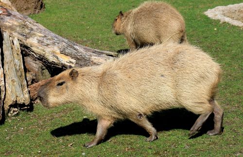 capybara rodent zoo