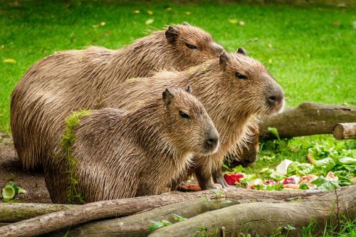 capybara group eat