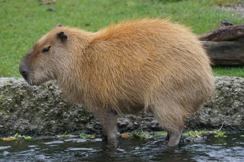 capybara rodent herbivores