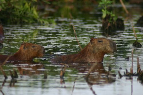 capybara mud grass