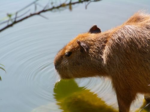 capybara mammal animal