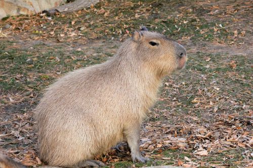 capybara rodent animal