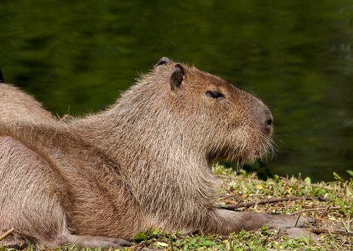 capybara  animal  mammal