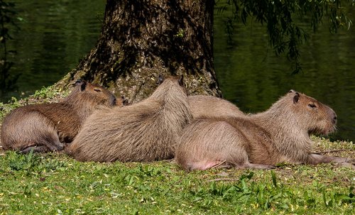 capybara  mammal  animal