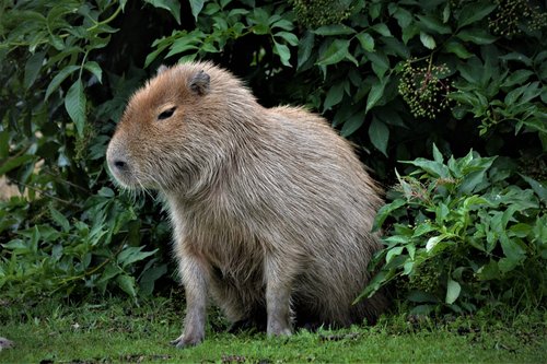capybara  close up  wild