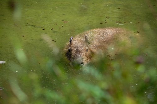 capybara  rodent  animal