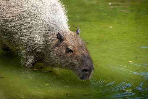 capybara  rodent  animal