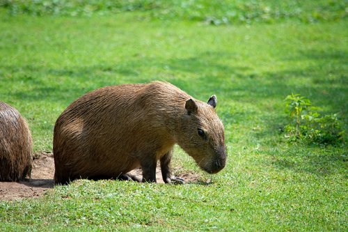 capybara  rodent  animal