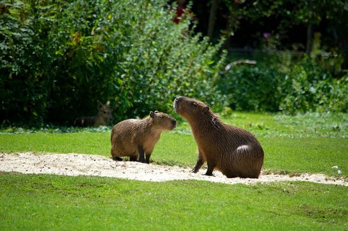 capybara  water pigs  rodent