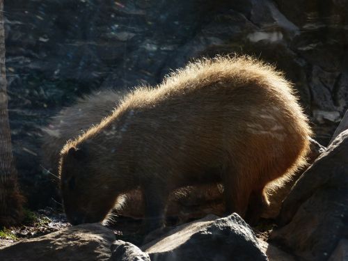 capybara animal hydrochoerus hydrochaeris