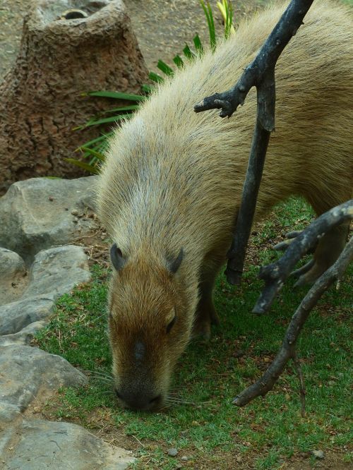 capybara animal hydrochoerus hydrochaeris
