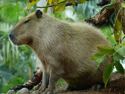 capybara animal hydrochoerus hydrochaeris