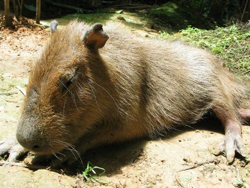 capybara jungle peru