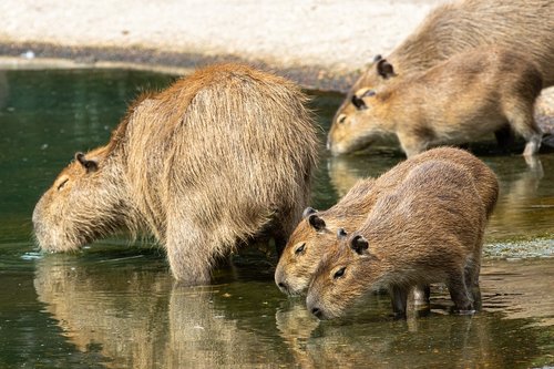 Download free photo of Capybara, rodent, mammal, animal, animal world -  from 