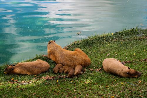 capybara animal lake