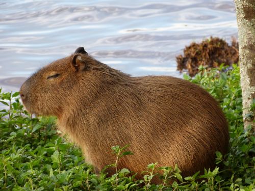 capybara nature animal