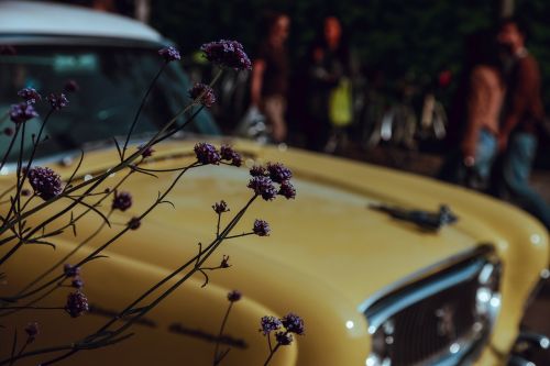 car vintage flower