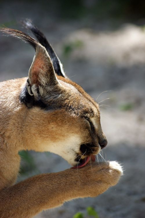 caracal michaelis cat