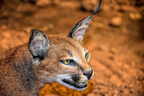 caracal cat  wildlife  cat