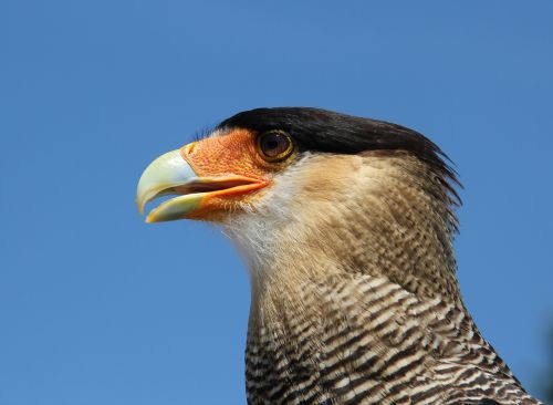 caracara eagle observatory raptor