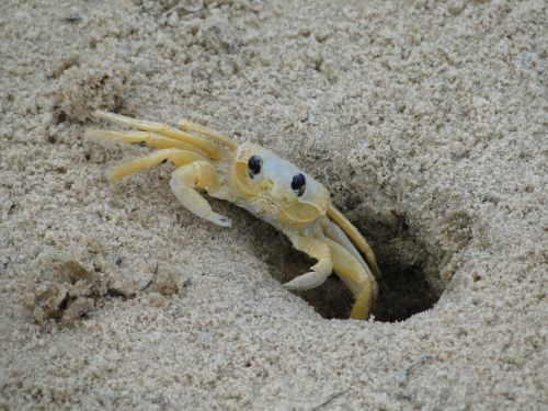 White Crab