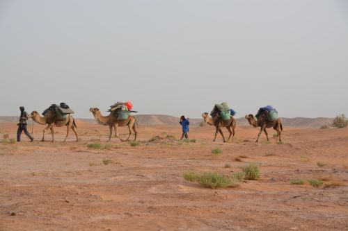 caravan travel desert